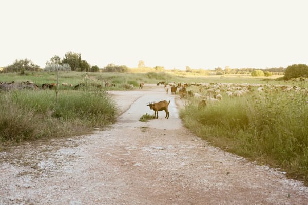 The curious goat, 2018