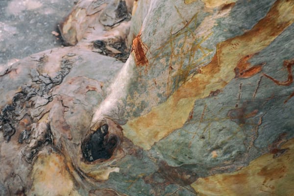 The love tree, 2019