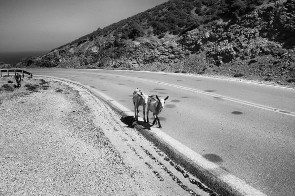 Dots and goats, 2018