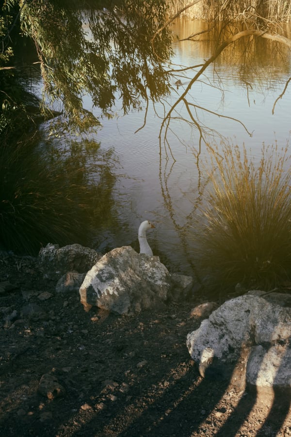 Swan Rock, 2019