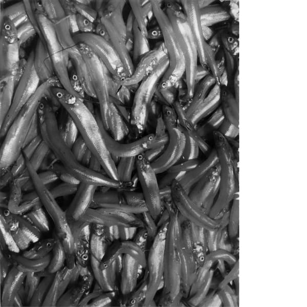 André Steiner - Sans titre, n.d.