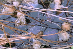 Autour du Japon : Affinités partagées