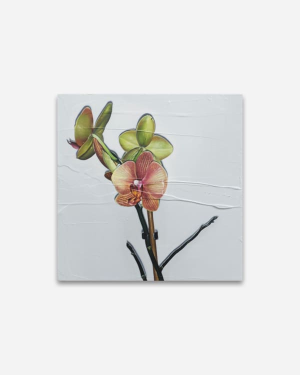 Sophia Anthony Last Bloom, 2025