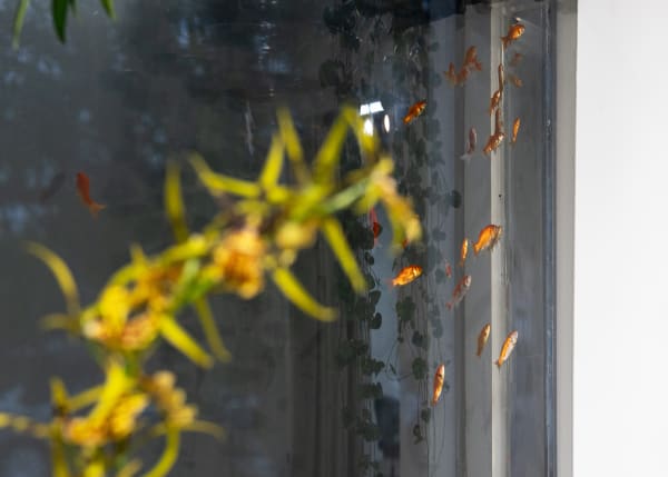 Jiahao Peng: Hollywoood Aquarium Store Jiahao Peng