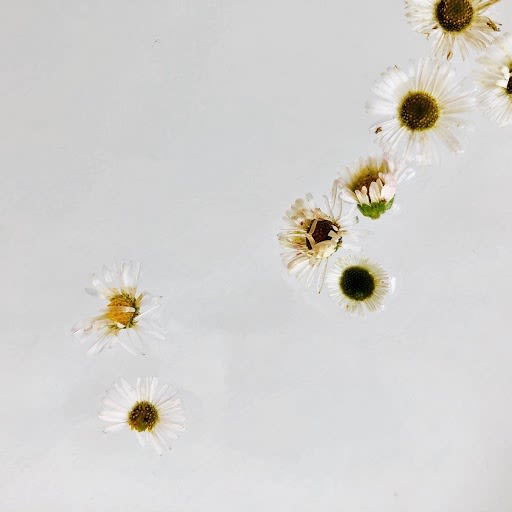 Wildflowers Of London Botanical Art Mamakan 17