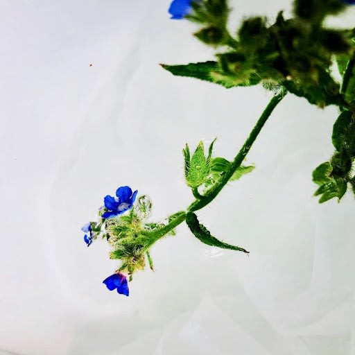 Wildflowers Of London Botanical Art Mamakan 22