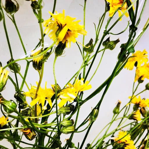 Wildflowers Of London Botanical Art Mamakan 27