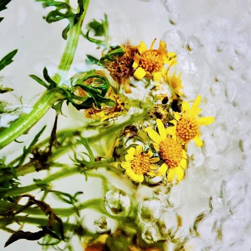 Wildflowers Of London Botanical Art Mamakan 31