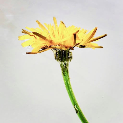 Wildflowers Of London Botanical Art Mamakan 38