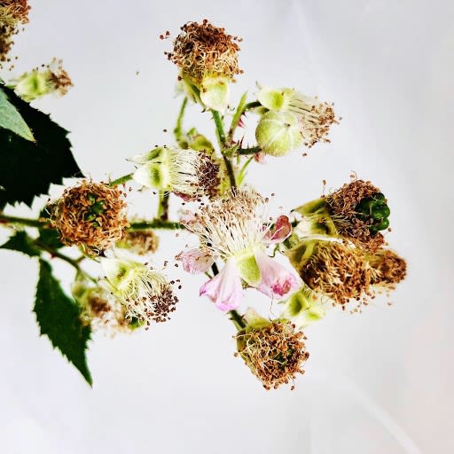 Wildflowers Of London Botanical Art Mamakan 39