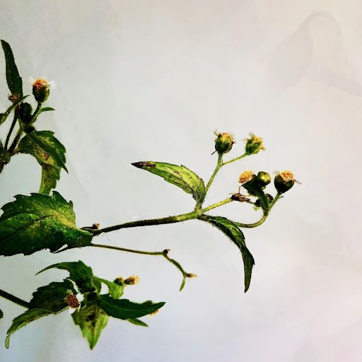 Wildflowers Of London Botanical Art Mamakan 4