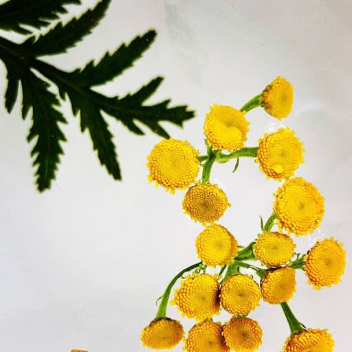 Wildflowers Of London Botanical Art Mamakan 45