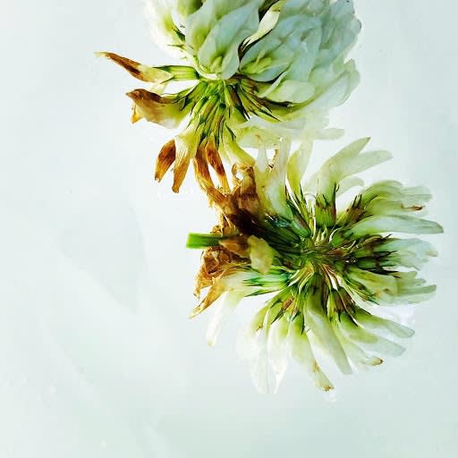 Wildflowers Of London Botanical Art Mamakan 48