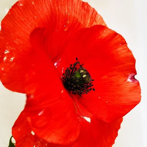 Wildflowers Of London Botanical Art Mamakan 51