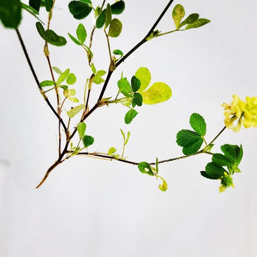Wildflowers Of London Botanical Art Mamakan 67