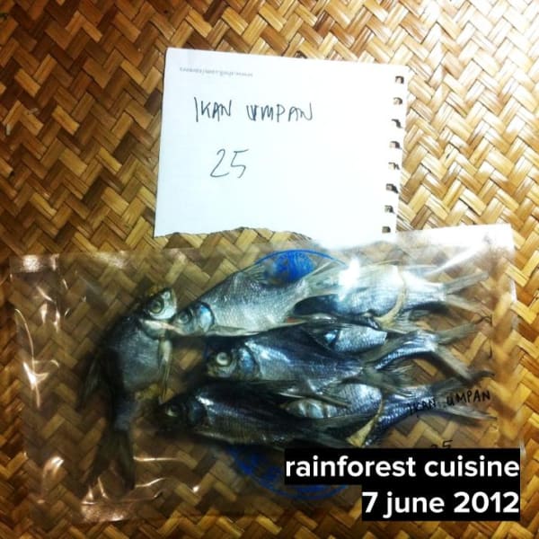 Ikan Umpan The starter! Wild Chlorophyl Capsule, "Ikan Umpan" bandage, Champignon Sauvage.