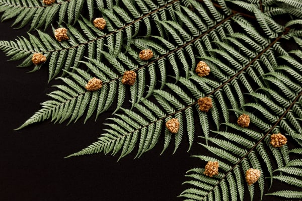 Mamaku Fern Rice Pops