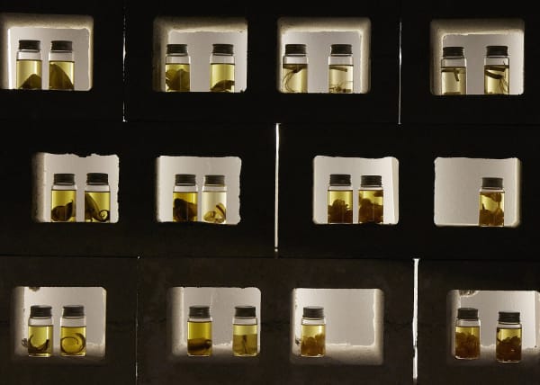 Treasure Island By Mamakan National Museum Of Singapore Art Installation View Botanical Spirit Collection 2