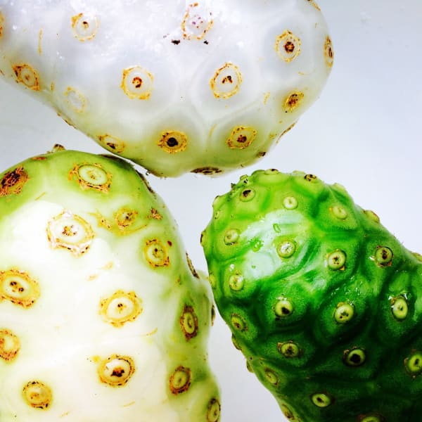 Noni Fruits (Morinda citrifolia) by Mamakan