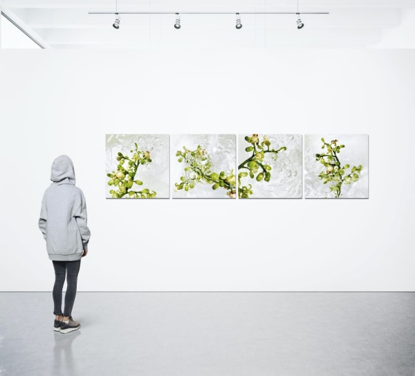 Kohekohe Love Kohekohe (Dysoxylum spectabile)