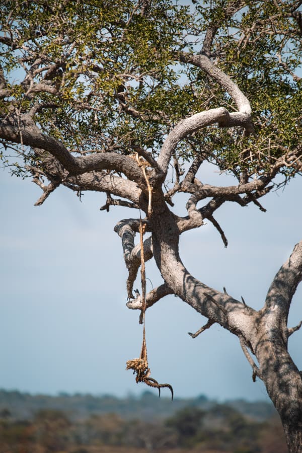 Michael Bonnici Kind, The Hanging, 2022