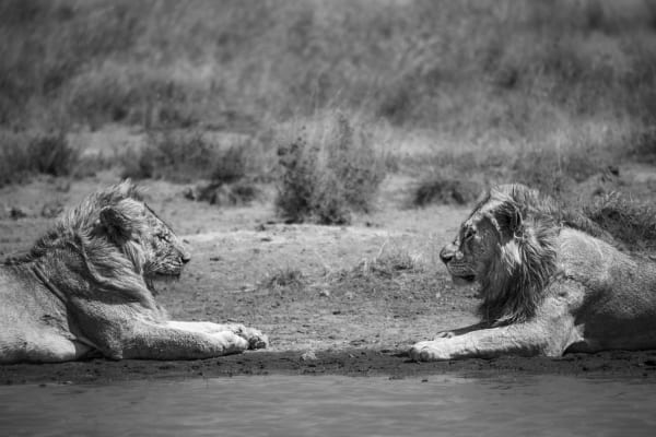 Michael Bonnici Kind, Brothers, 2022