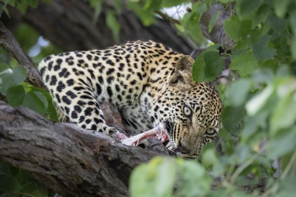 Michael Bonnici Kind, Morning Feast, 2022