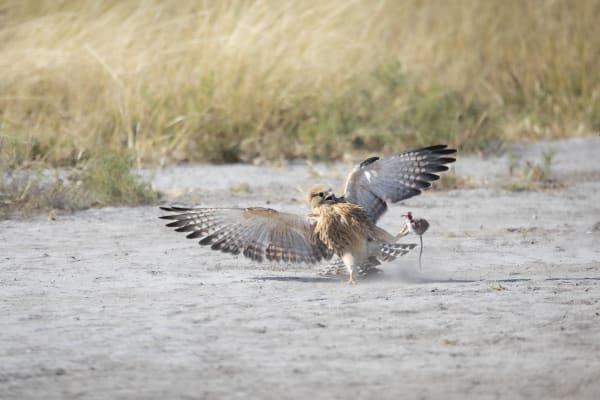 Michael Bonnici Kind, The Attack 3, 2022