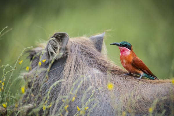 Michael Bonnici Kind, Hitching a Ride, 2022