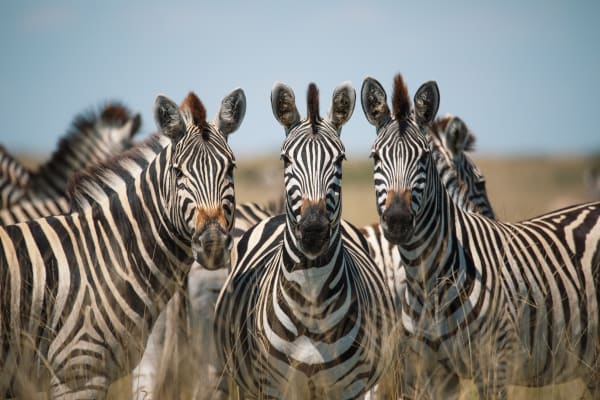 Michael Bonnici Kind, Three of a Kind, 2022