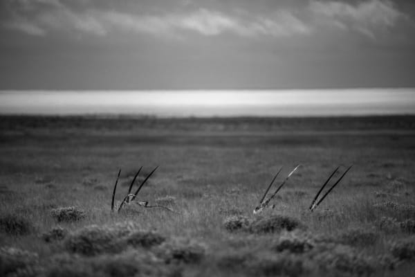 Michael Bonnici Kind, Incognito, 2022