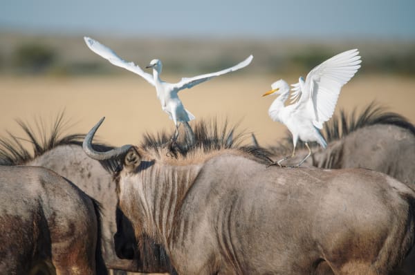 Michael Bonnici Kind, Balancing Act, 2022