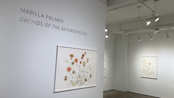 Marilla Palmer Orchids of the Anthropocene gallery wall with floral watercolor paintings