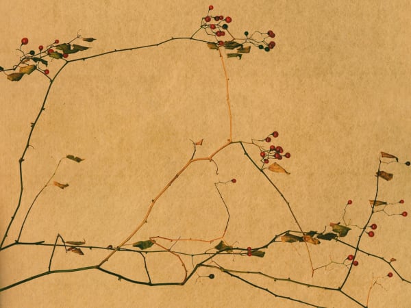 Albarrán Cabrera, The Mouth of Krishna, #604, 2016