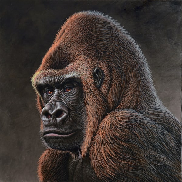 Polloni Gorilla Tempera Su Tela 70 X 70 Cm