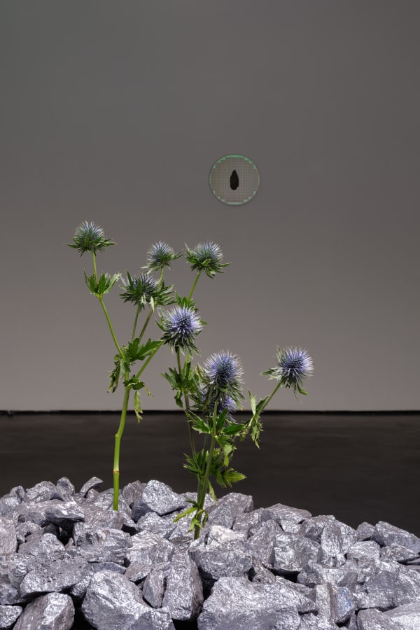 Installation View Anima Atman 2024 Marjorie Brunet Plaza 13 Web