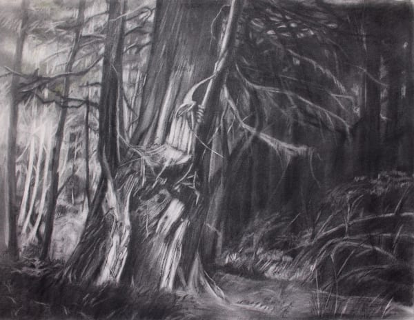 cedar II by takao tanabe