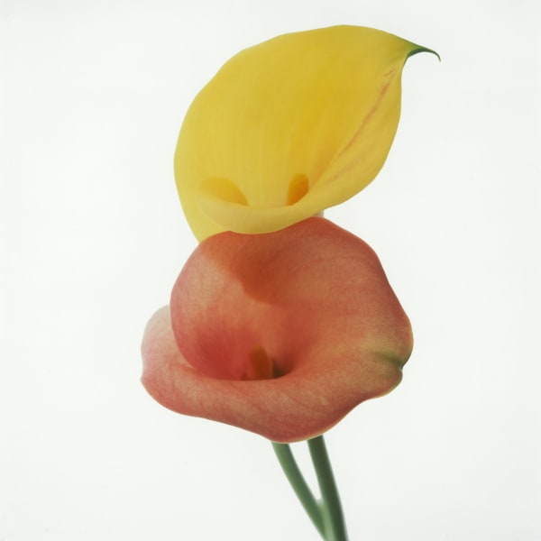 Flower Power