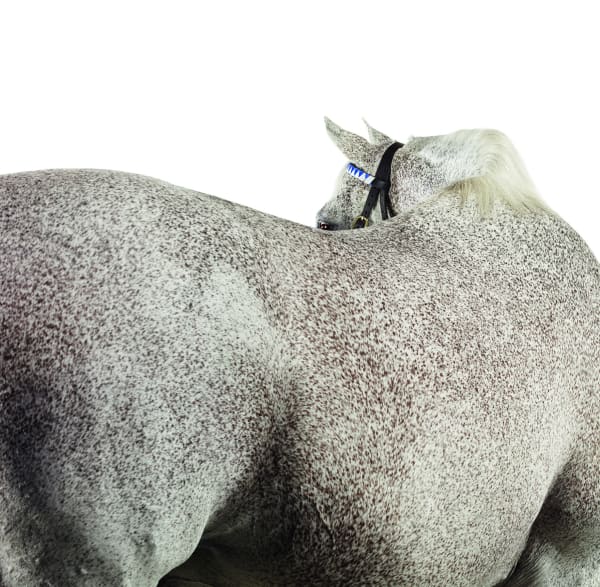 Animals: Horses
