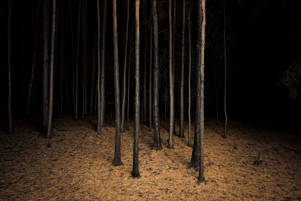 Scorched, lifeless pines stand solemn and mournful in the shadows of the Burnt Place., burn place by Jasper Goodall, dry looking burn trees at night, twilight's path, landscape, forest at night