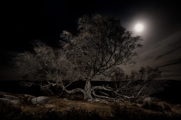 Ancient Old big tree, Big tree, Birch, Twilight's Path by Jasper Goodall, nocturnal photography, landscape, moonlight, nigh-scape, sublime