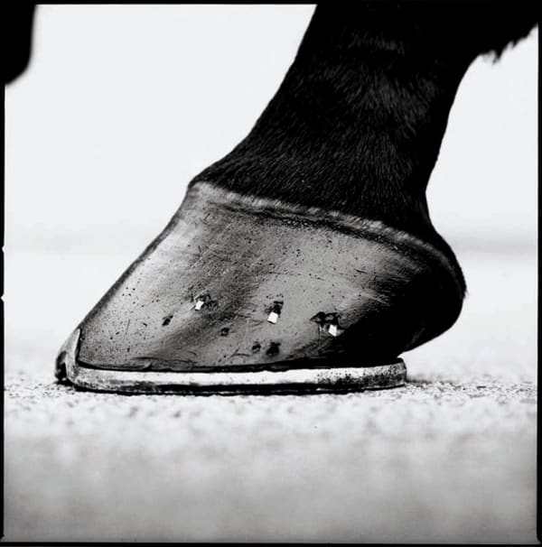 John Reardon, Cape Cross, 'Hoof', 2001