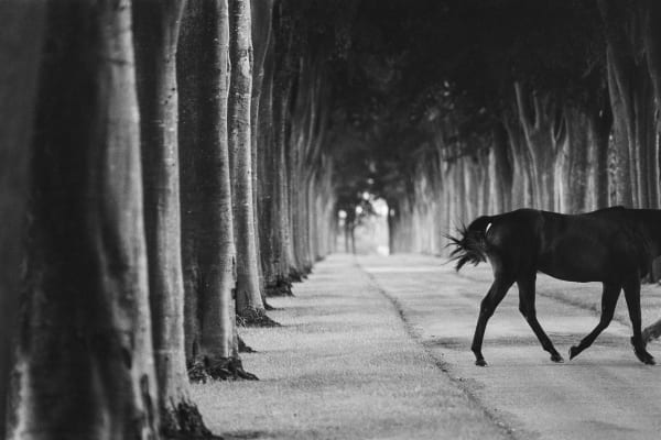 John Reardon, Kabool, 'Avenue Of Trees', 2001