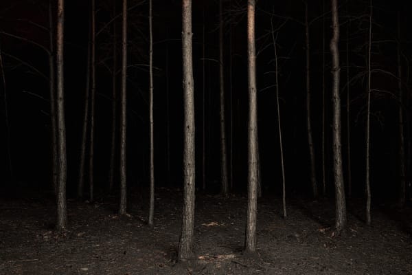 Burnt Place by Jasper Goodall,After the fire swept through, the forest was left scorched and barren. The ground is still warm and the unstirring air is thick with the scent of charred wood. Scorched, lifeless pines stand solemn and mournful in the shadows