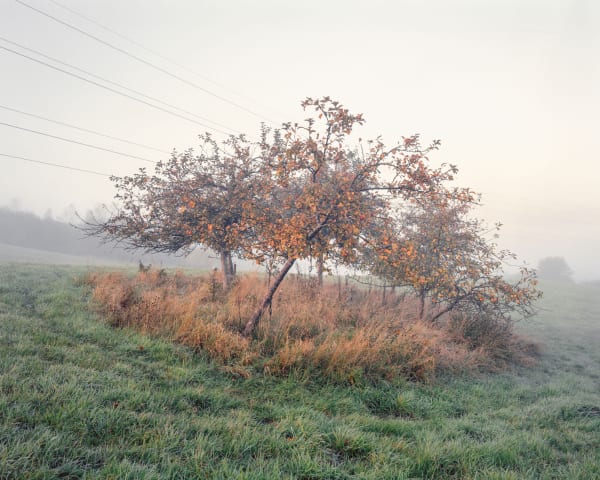 JOSEPH WRIGHT The Lost Forest