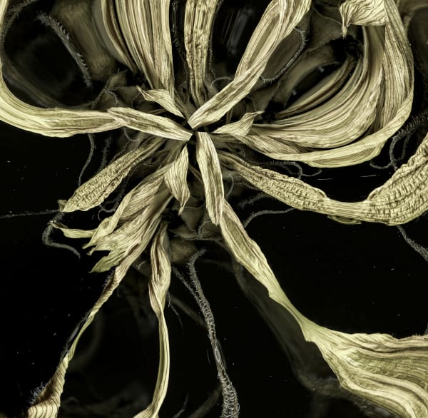 Valda Bailey: The Sun Beyond the Shadow