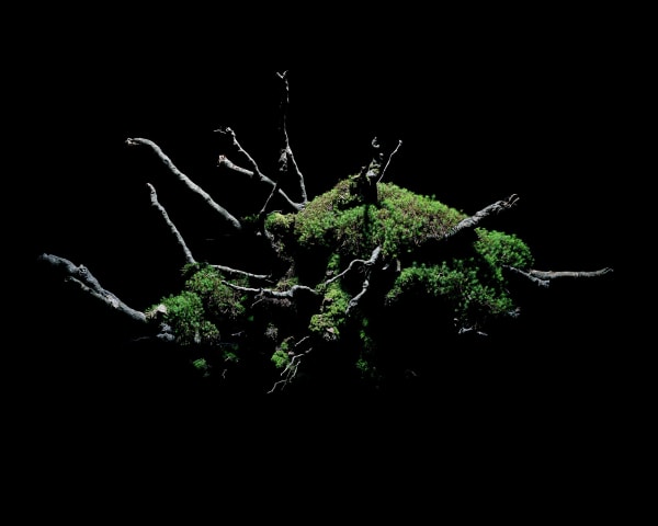 Newborn Awakening - A visual journey for a time of isolation and self reflection...