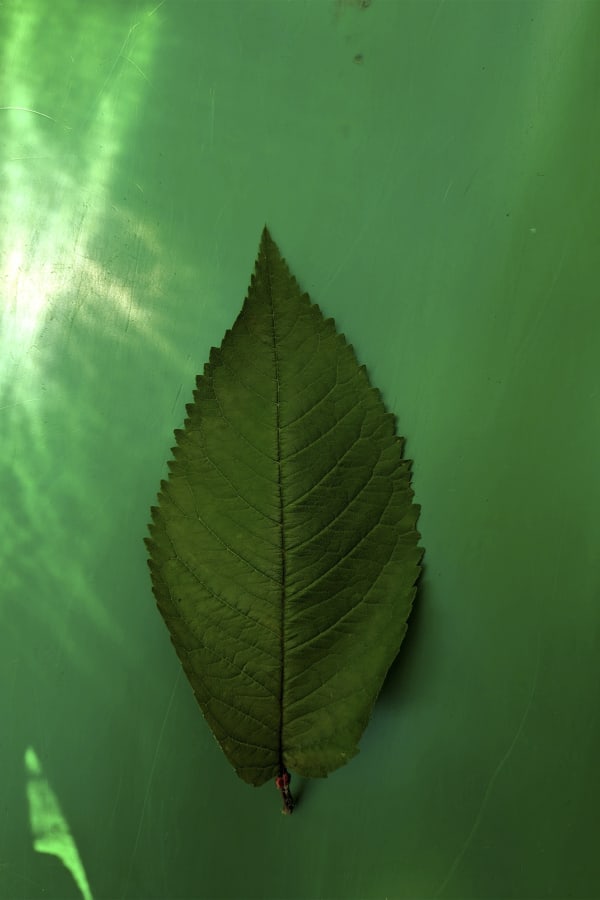 Seeing and Being Seen A pop-up photography exhibition curated by Shijia Song, hosted at MMX Gallery