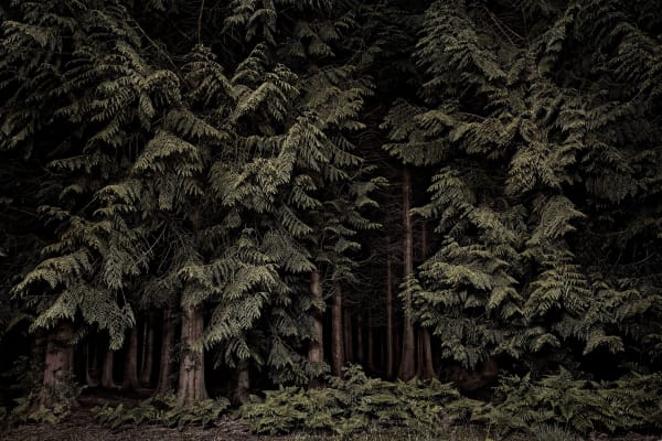 'Cedars' from Twilight's Path series by Jasper Goodall, 2019