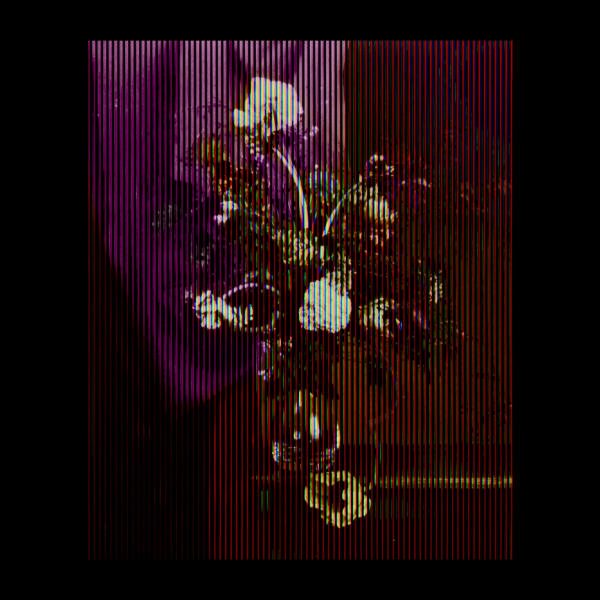 Anna Ruysch 1690, when Aqua Admirabilis could have smelt of Orange (red), 2019